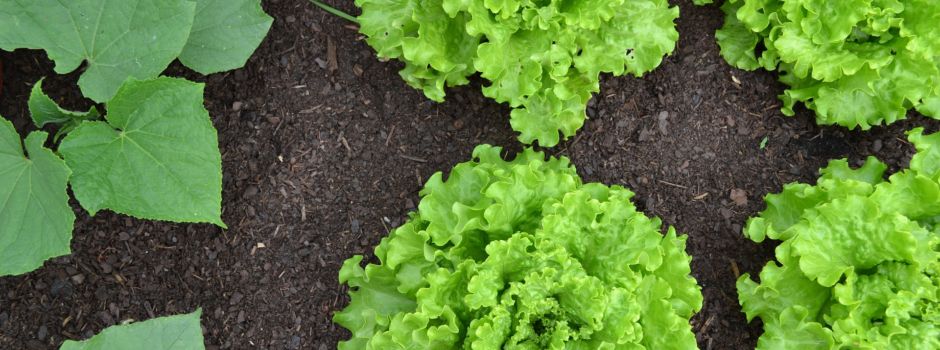 Urban Gardening – 7 Gärten in Augsburg, an denen Du selbst anpflanzen und ernten kannst