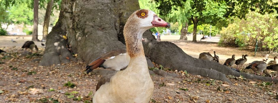 Schlauer als die Stadt? Wie Wiesbadens Nilgänse die Behörden austricksen