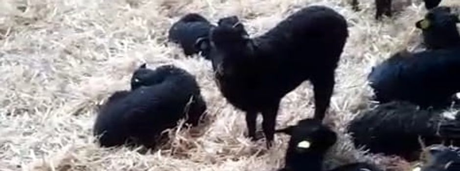 Lämmergucken beim Verein Schäferhof