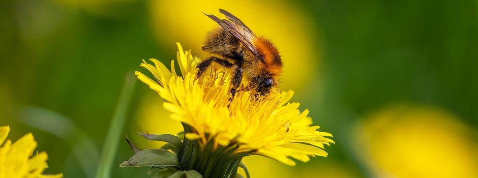 Stichprobenhafte Erfassungen von Tieren, Pflanzen und Biotopen 