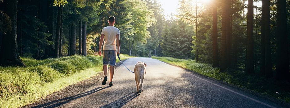Umgehend Hunde anmelden