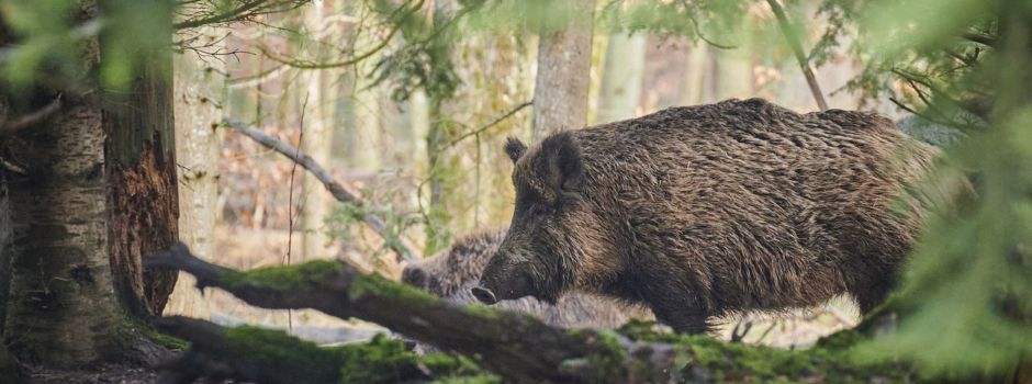 Stadt errichtet mehrere Zäune in Wiesbaden wegen Schweinepest