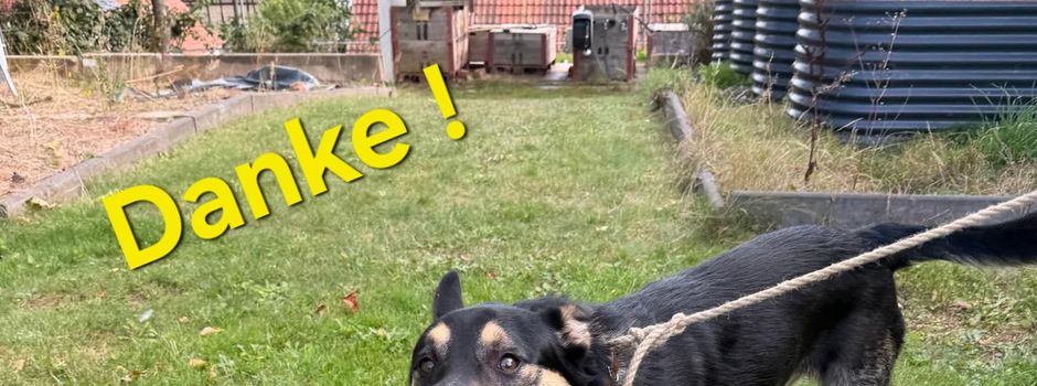 Die Hundebesitzer wurden gefunden! 