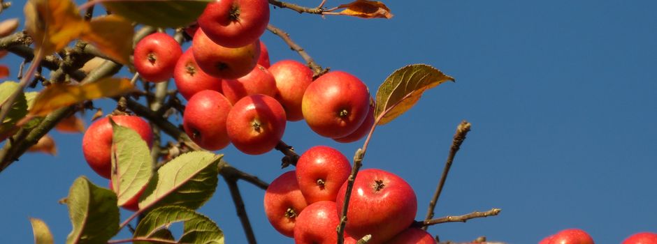 Obstversteigerung 2026