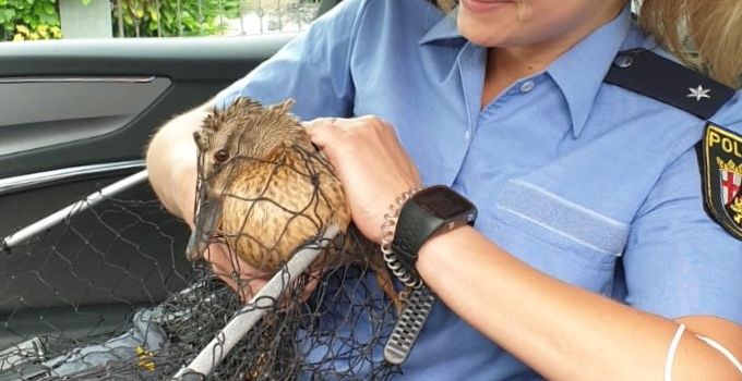 Polizei rettet Entenfamilie aus Baugrube