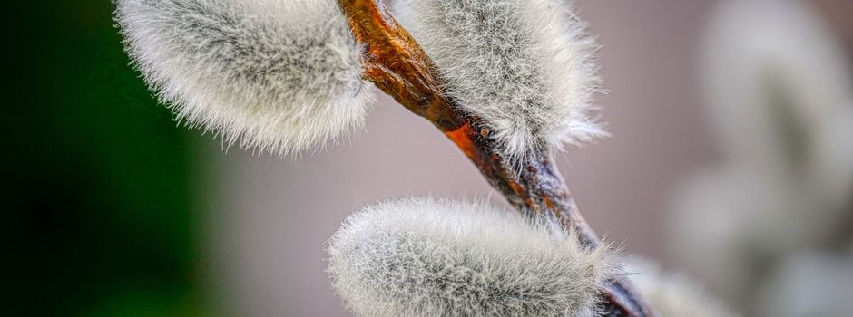 Palmbuschenbasteln in Hirschau