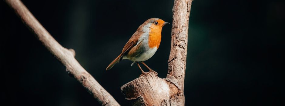 OGV Angfeld macht Vogelstimmenwanderung