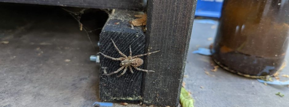 Immer mehr Nosferatu-Spinnen auch in Wiesbaden?