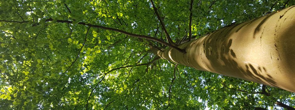 Baum-Ersatzpflanzungen werden beauftragt