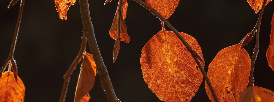 Brennholzbestellung 2025 – Jetzt sichern!