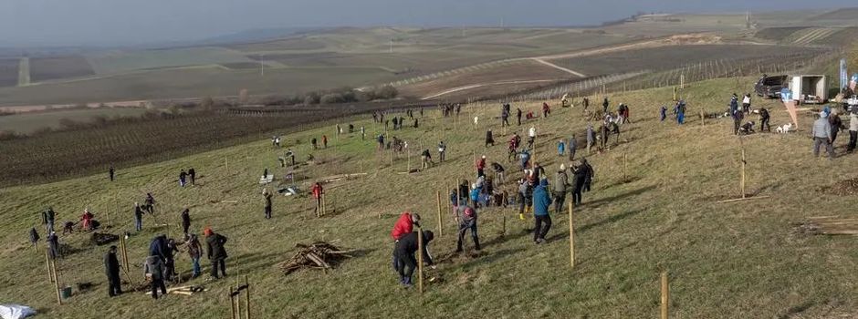 Baumpflanzaktion in Sulzheim fördert Artenvielfalt 