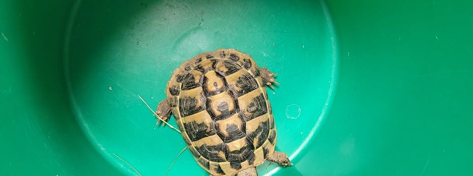 Schildkröte am Rathausgrundstück gefunden