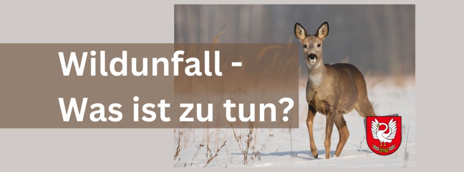 Verhaltenshinweise bei Wildunfällen
