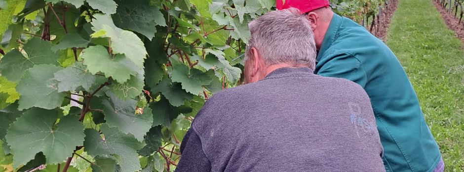 Rieslingernte im Römerberger Gemeindewingert