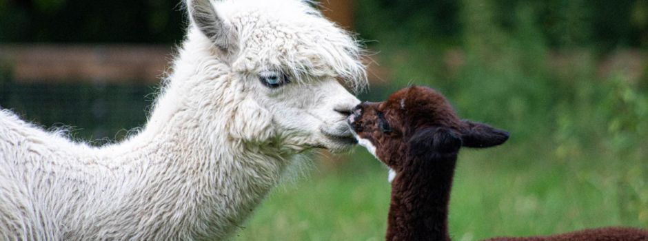 „Alice“ und „Cooper“ freuen sich über Nachwuchs