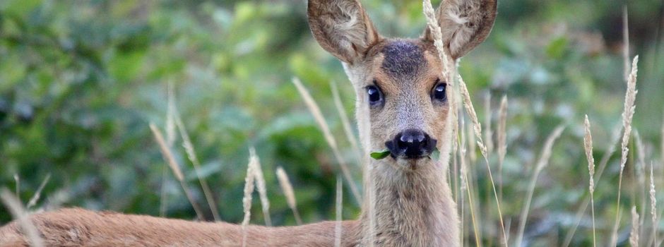 Einladung zum Rehessen am 13.02.2026 um 18:30 Uhr in Sunzendorf