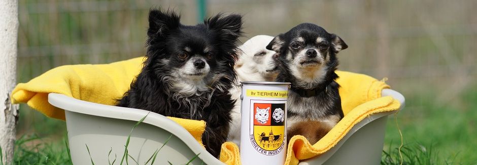 Tierheim Ingelheim steht vor dem Aus