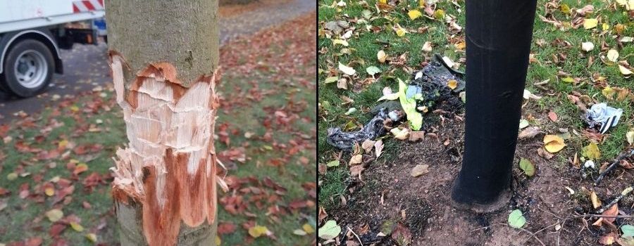 Unbekannte zerstören Bäume in Wiesbaden – nun werden sie gefällt