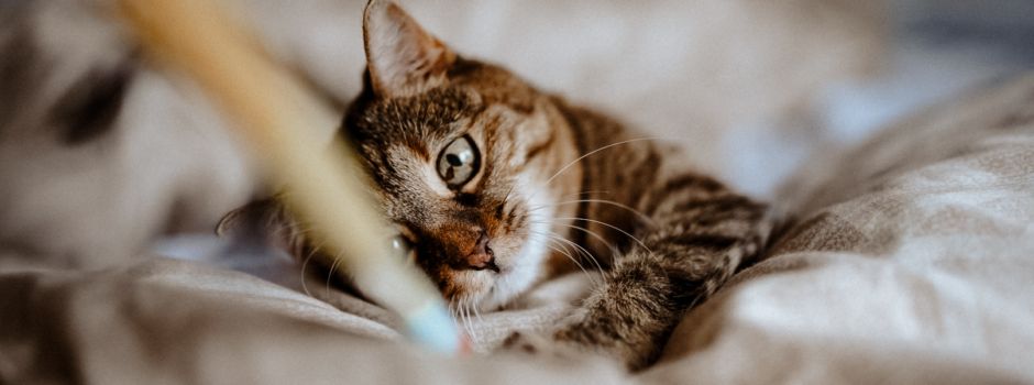 Ihr habt gewählt: Das ist Niederkassels süßeste Katze!