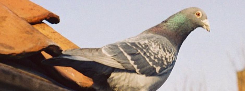 Brieftaube in Gau-Algesheim angeschossen
