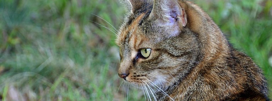 Kostenlose Kastrationsaktionen für Streuner- und Hofkatzen