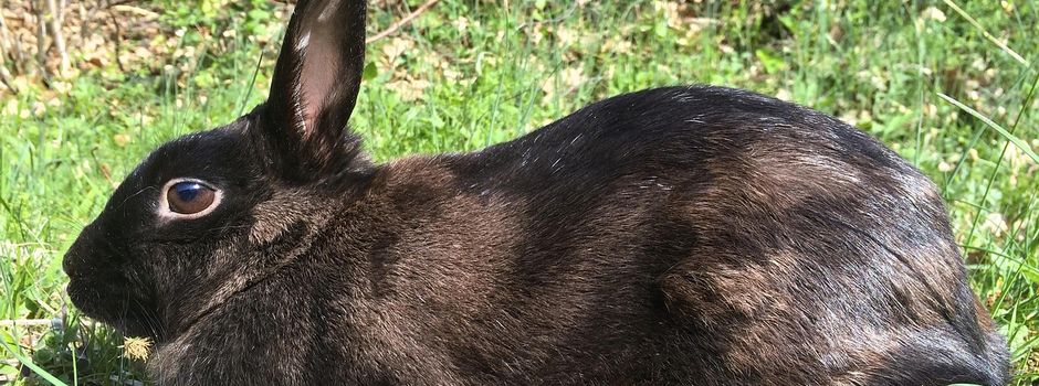 Schwarzer Hase entlaufen?
