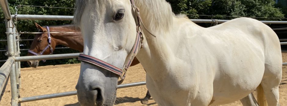 Auf hohem Ross sitzen? - 5 Reitställe in Augsburg und Umgebung