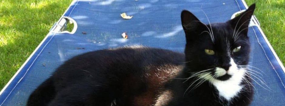 Katzen-Entführung in Affing – Kater Feli immer noch vermisst