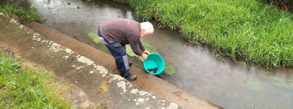 Fischbesatz am Erlenbach am 26. April durch den Angelsportverein Petri Heil