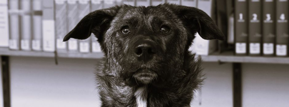 Wormser Stadtbibliothek trauert: Vorlese-Hund plötzlich gestorben