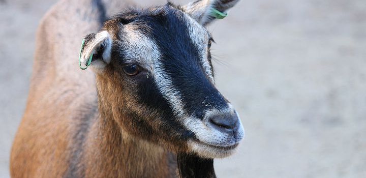 Ziege in Weinolsheim gestohlen