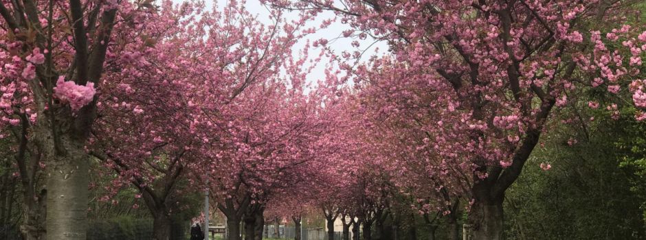Niederkassel kann Kirschblüten