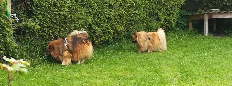 Gassi-Geh-Hilfe in Steinebach gesucht!
