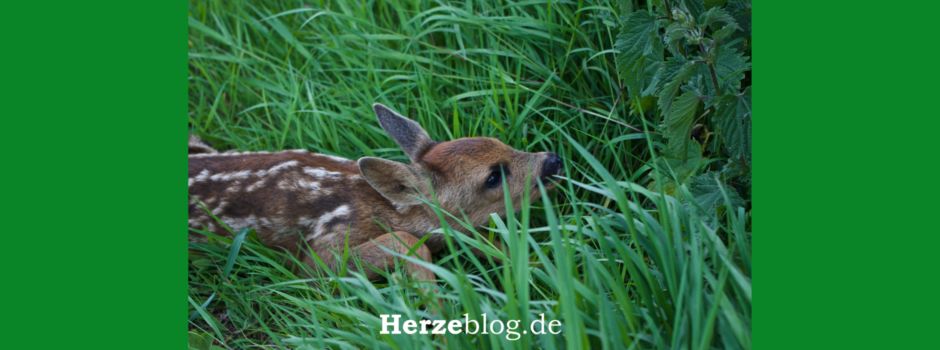 Hegering Herzebrock-Rheda: Ehrenamtliche Drohnenpiloten gesucht