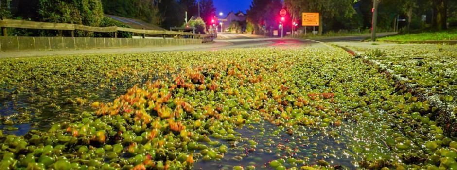 Ganze Ladung Weintrauben landet in Zornheim auf der Straße