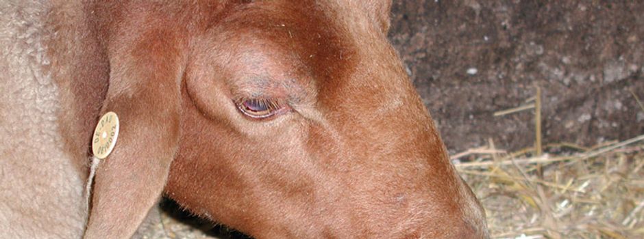 Blauzungenkrankheit: Handelsrestriktionszone muss ausgeweitet werden