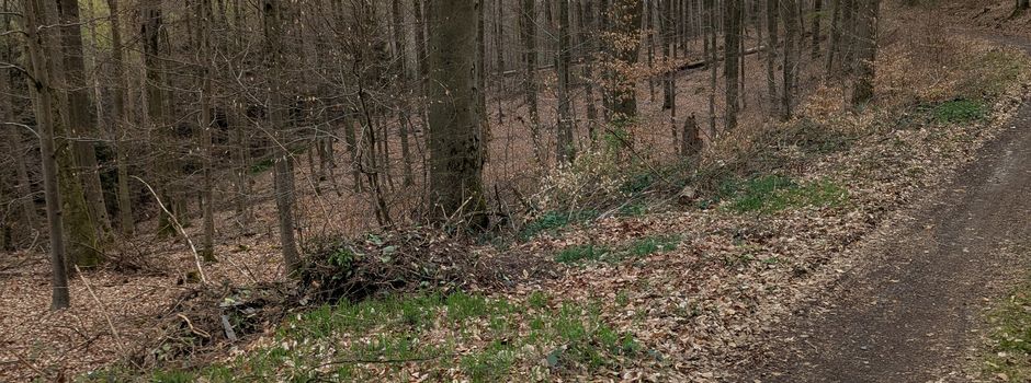 Grünabfall im Wald entsorgt