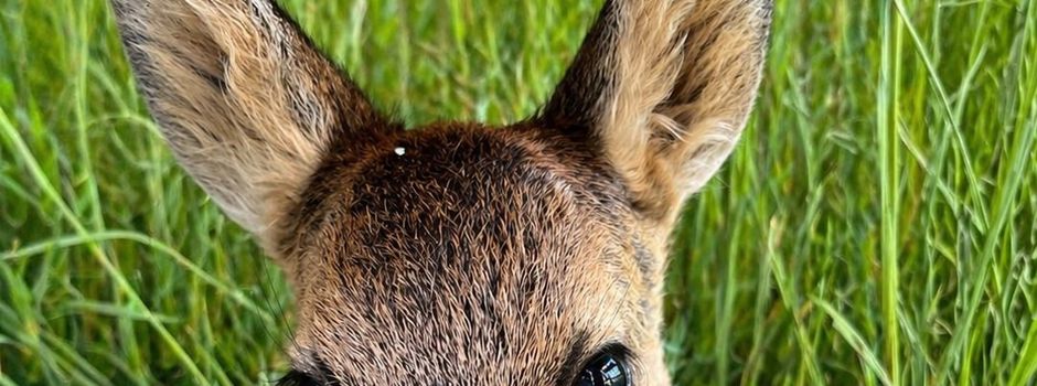 Hunde bitte an die Leine