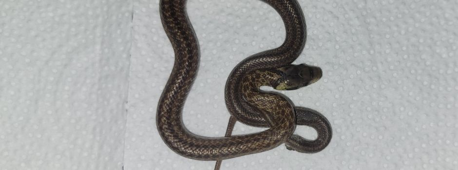 Schlange im Mainzer Kaufhof: Das steckt dahinter