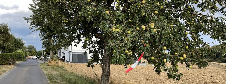 Obstbäume der Ortsgemeinde
