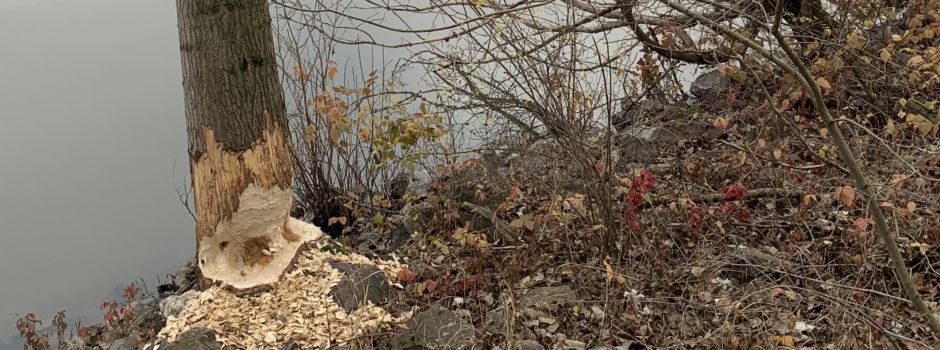 Biberspuren in Mainz-Kostheim entdeckt: Was hat es damit auf sich?