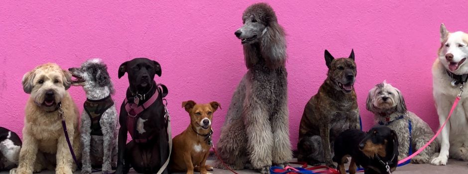 Welthundetag 2021: Wir sammeln für eine Augsburger Hunde-Bildergalerie