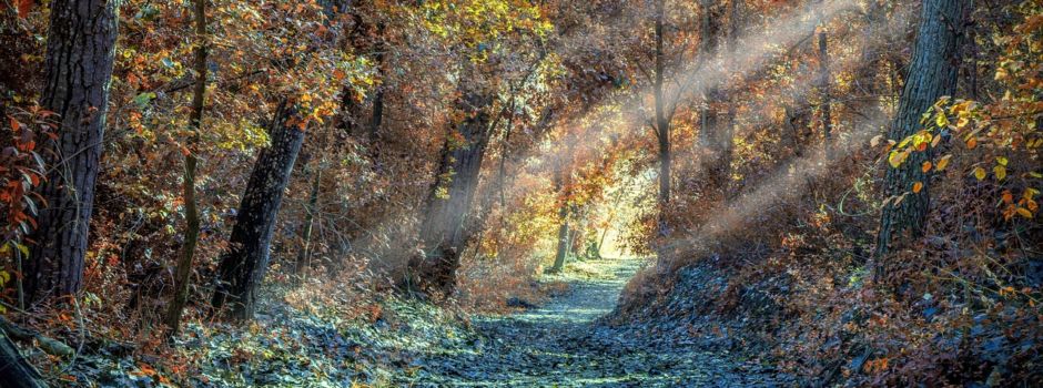 Arbeiten am geplanten Wanderweg in Birkheim am 31.08.2024 09.00 Uhr