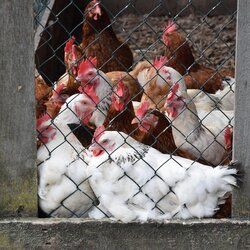 Stallpflicht in Birkenfeld: Schutz für Geflügel