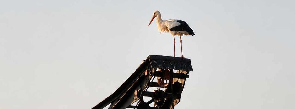 Storch pausiert auf historischem Dampfkran