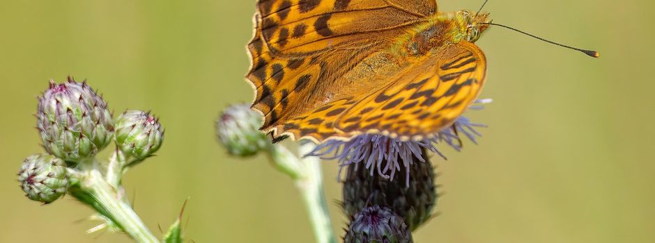 1.	Informationsveranstaltung für die Öffentlichkeit im Rahmen der kommunalen Biotopverbundplanung der Verwaltungsgemeinschaft Trossingen