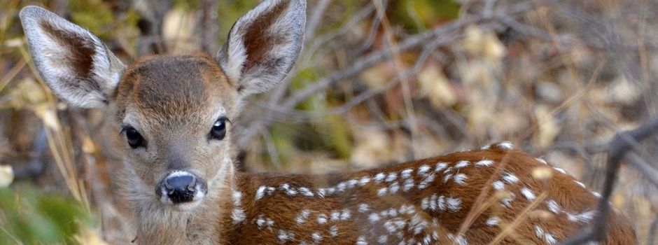Kitzrettung in Rehlingen-Siersburg - Einsatz von Rauchmeldern auf Wiesen