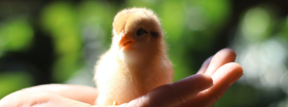 Neuer Gesetzesentwurf: Schreddern von Küken soll verboten werden