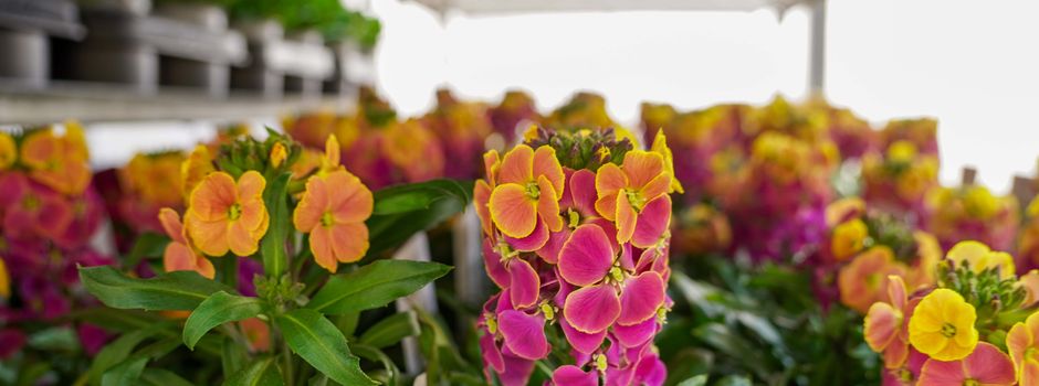 Hornveilchen und Vergissmeinnicht: So farbenfroh ist der Frühling