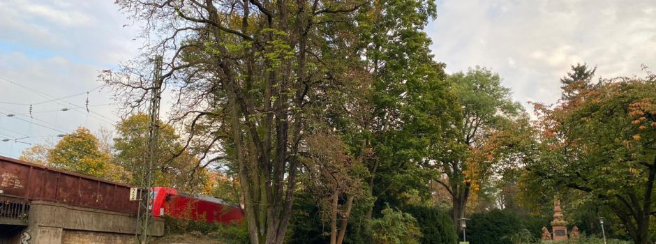 120 Jahre alte Kastanie an Mainzer Stadtpark muss gefällt werden